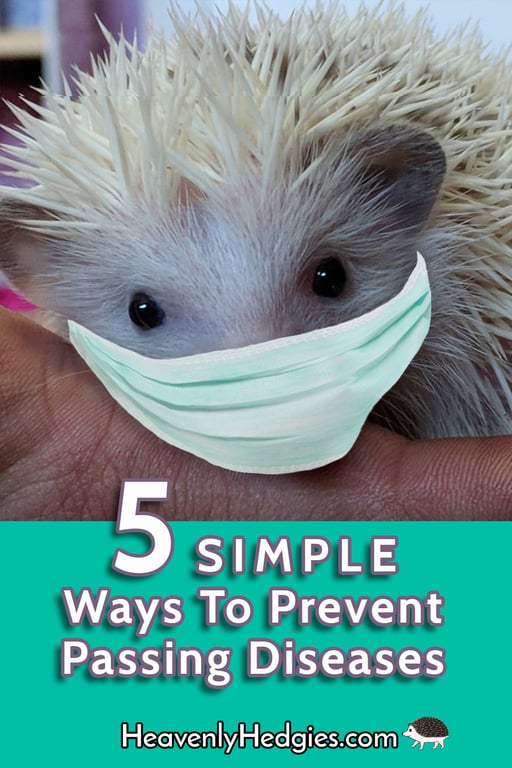 hedgehog being held while wearing a face mask to guard against airborne diseases