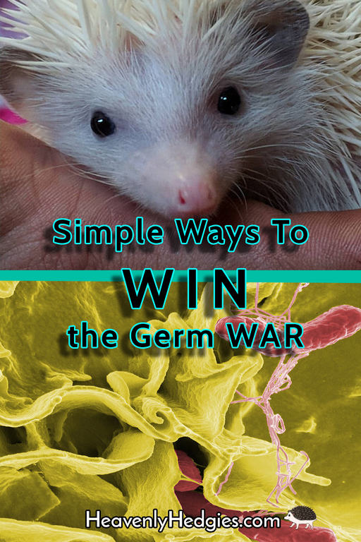 pin with the upper half the face of a hedgehog and the bottom half salmonella bacteria