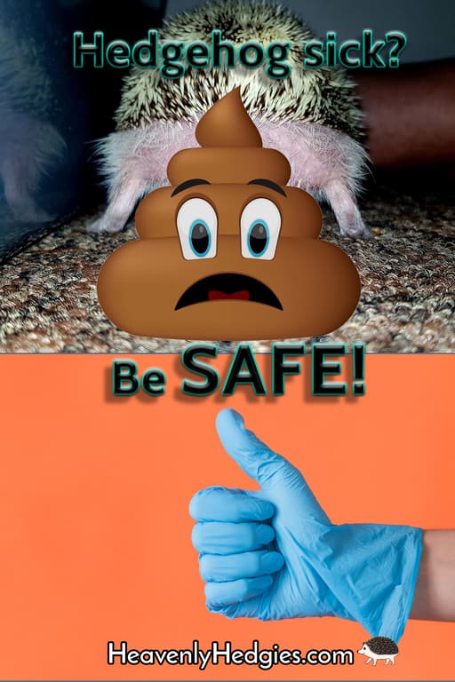 innocent looking hedgehog with the words'I didn't mean to do it...'