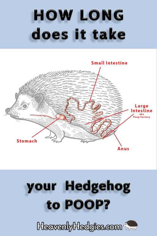 a diagram of the digestion system of a hedgehog with the words how long does it take your hedgehog to poop?