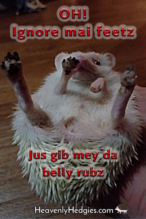 Hedgehog with its poop feet in the air while their bell is ready to be rubbed