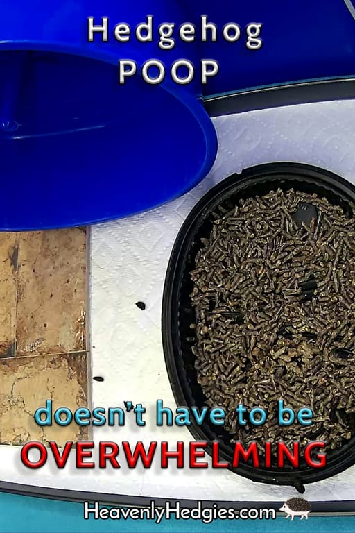 A hedgehog litter area beneath a wheel of a litter trained hedgehog