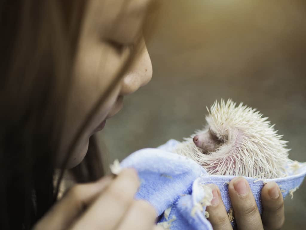 baby hedgehog being held by buyer