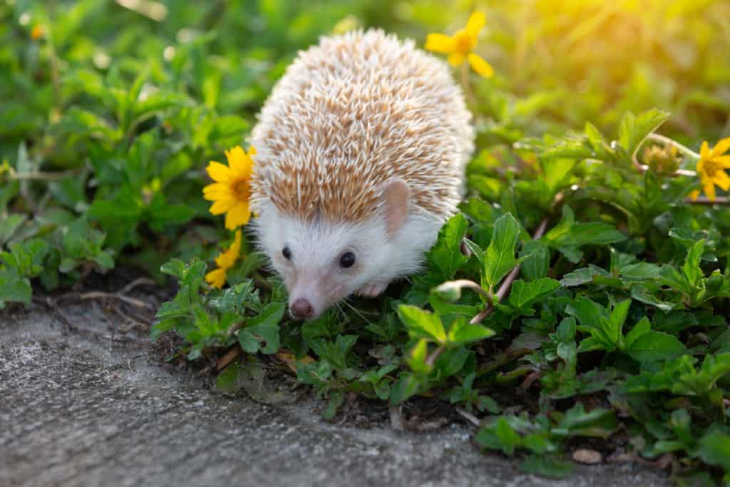 Where To Buy A Baby Hedgehog Heavenly Hedgies,Dehydrated Strawberries Air Fryer