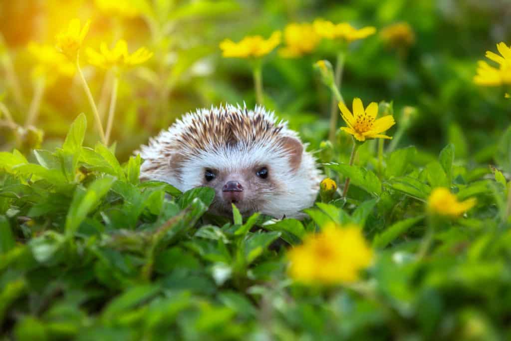 hedgehog in the green grass and sunshine