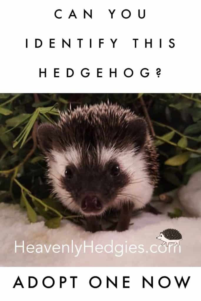 rare algerian black hedgehog