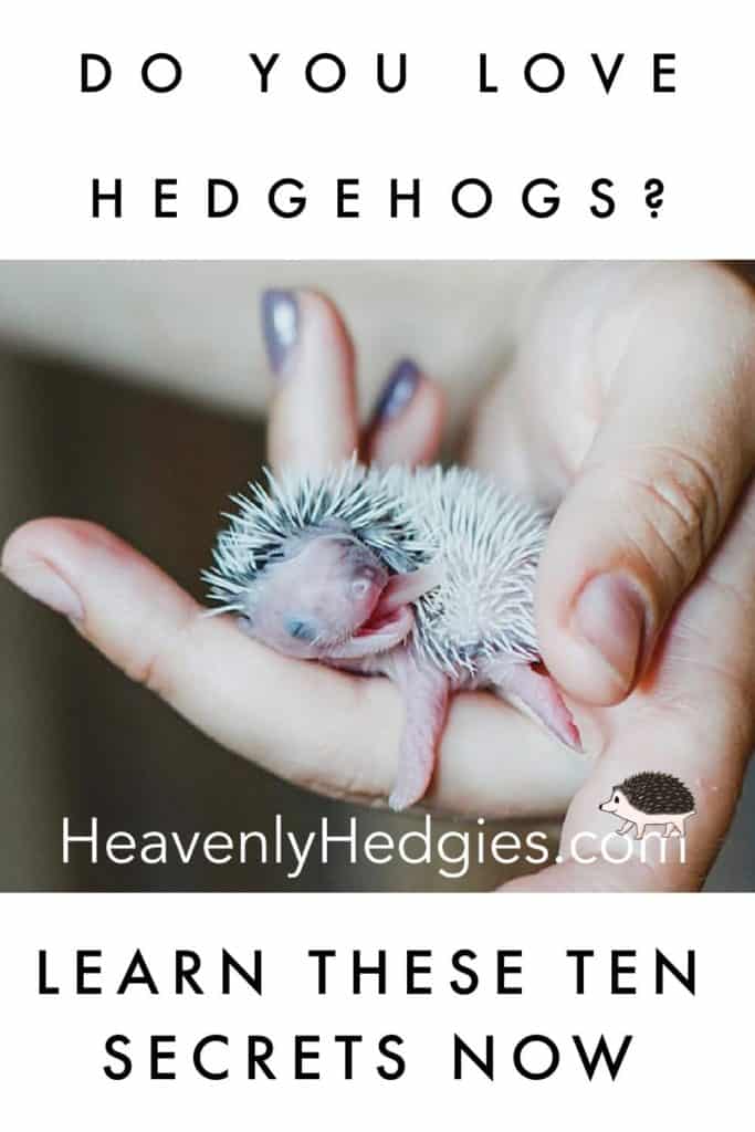 baby hedgehog holding a baby hedgehog