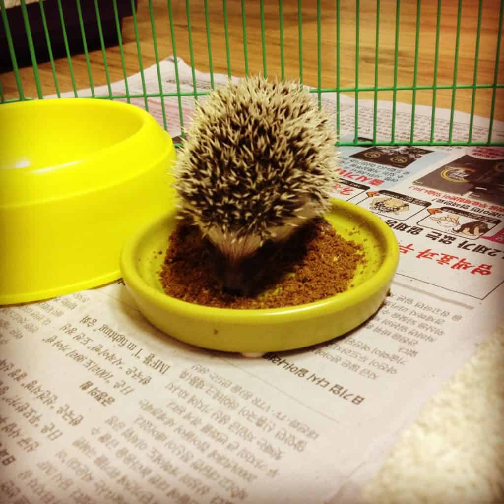 hedgehog eating minced food