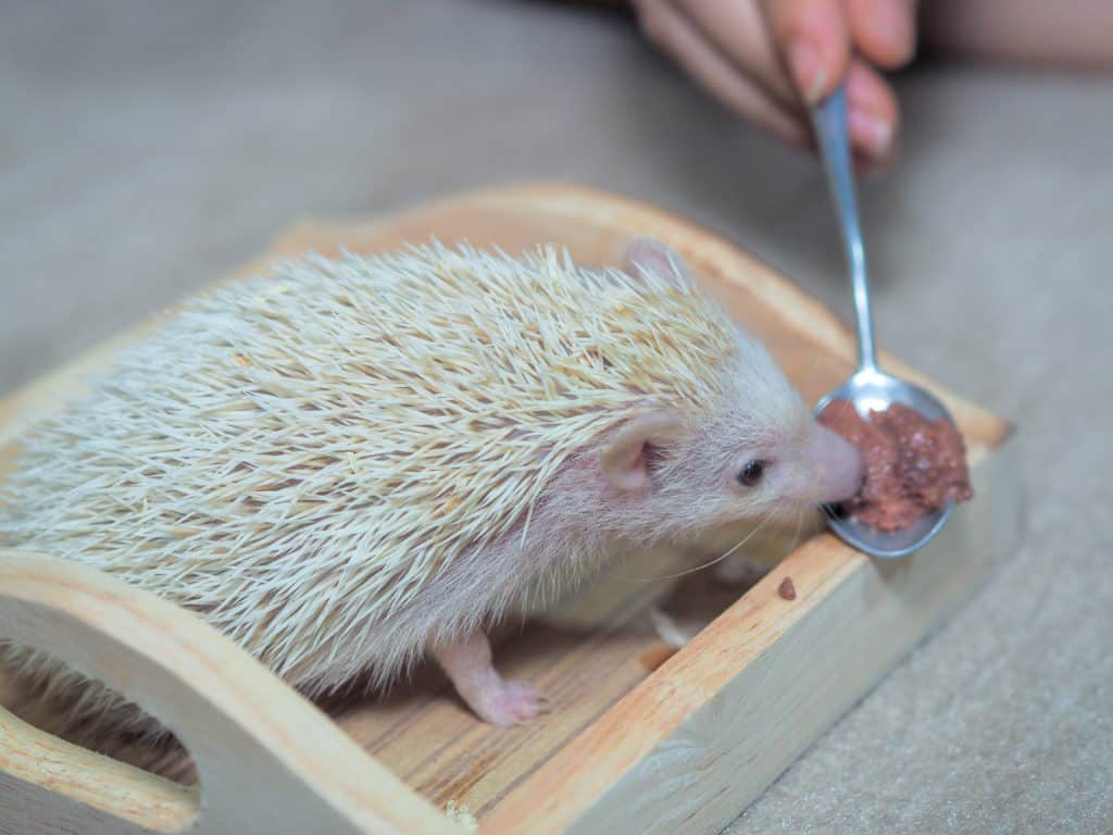 Blonde hedgehog eating a spoonful of insects