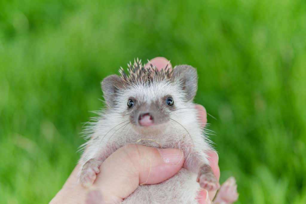 hedgehog as a pet pros and cons list the negative aspects to owning a hedgie