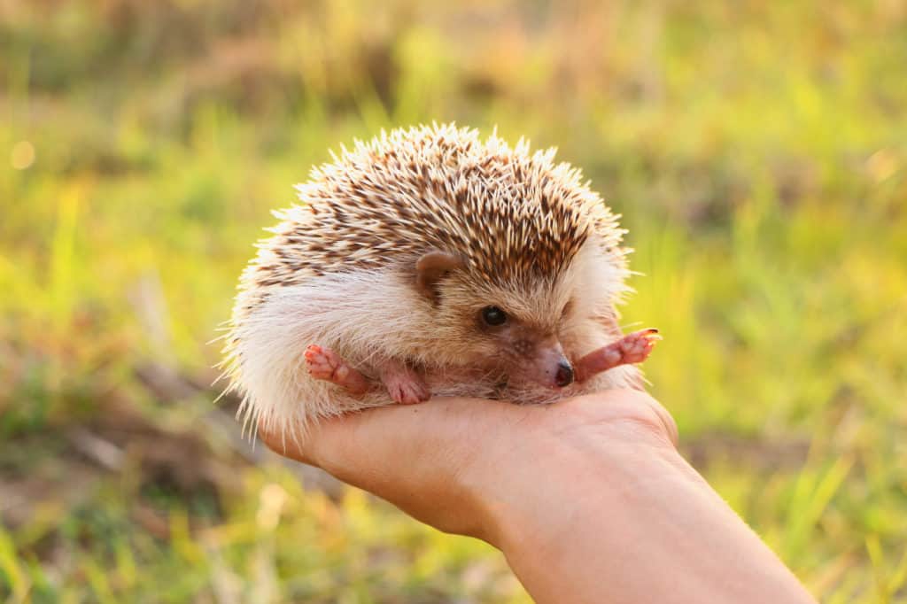 his owner learned how to litter train a hedgehog quickly