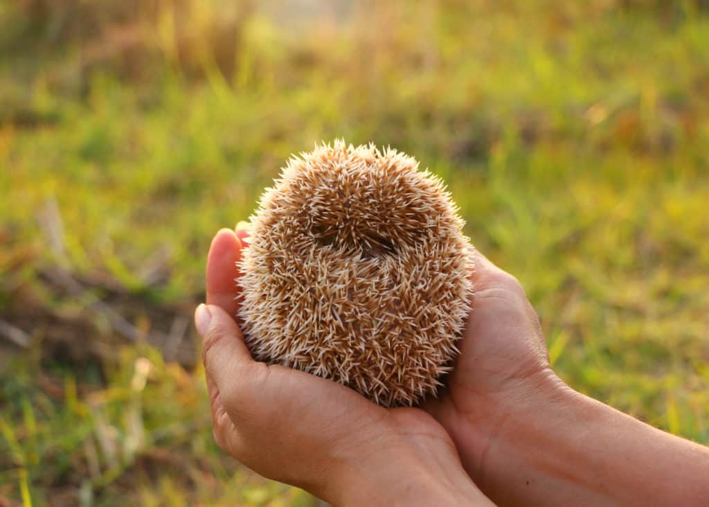 Hedgehog bonding attempt