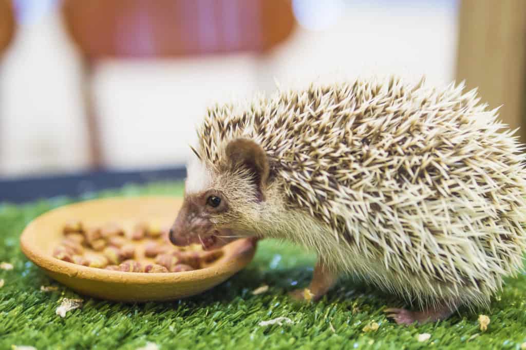 what do hedgehogs eat