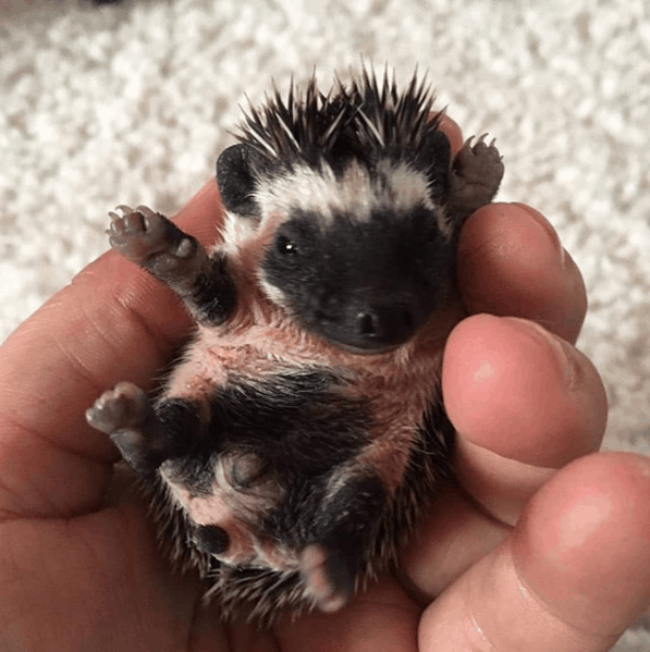 How To Feed A Baby Hedgehog Heavenly Hedgies