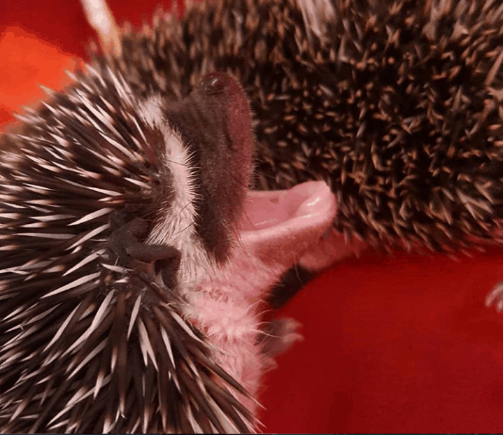 algerian black hedgehog with mouth open making a sound