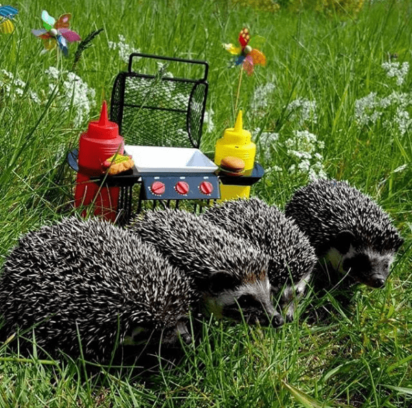 four algerian black hedgehogs in the grass with a mini toy hot dog cart