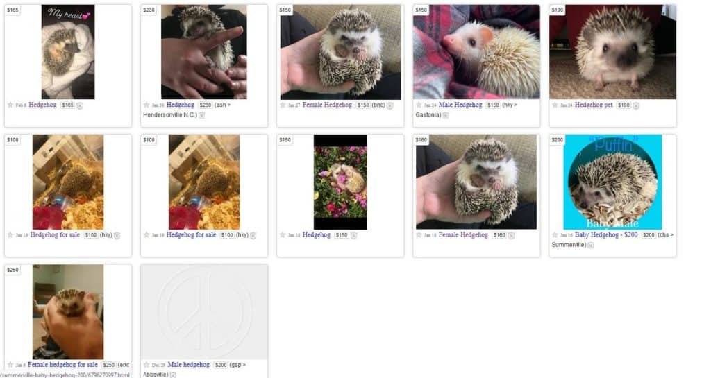 recent Craigslist ads for unwanted hedgehogs