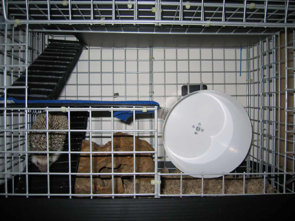 A cage which is the top item on a Hedgehog Checklist of must-have essentials