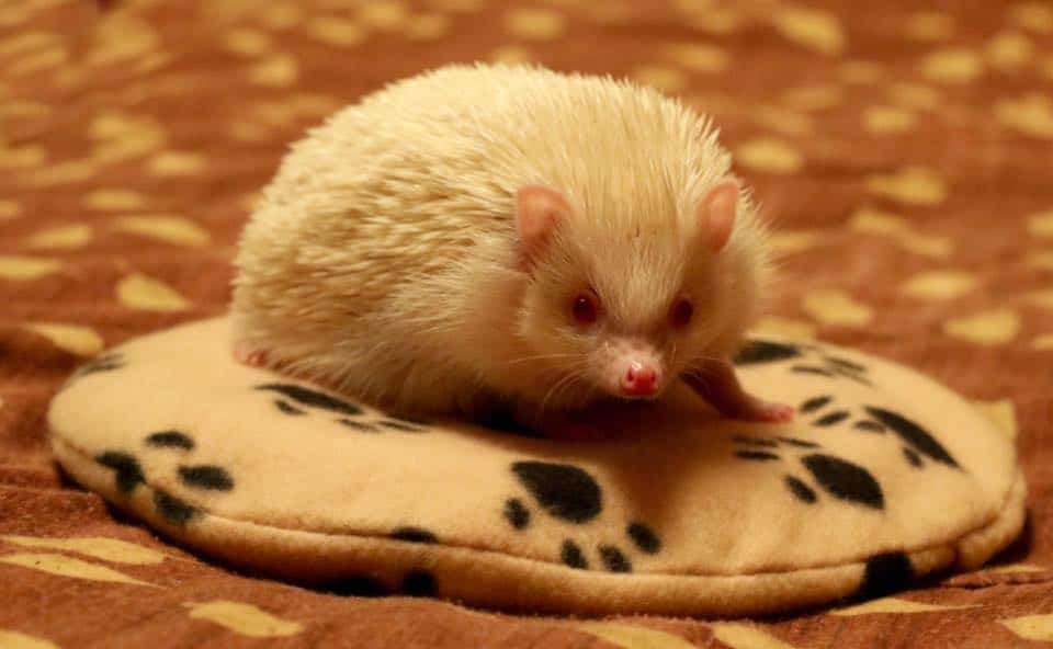 Hedgie on a snugglesafe microwavable pad for inside their cage to lay down on and not be in danger.