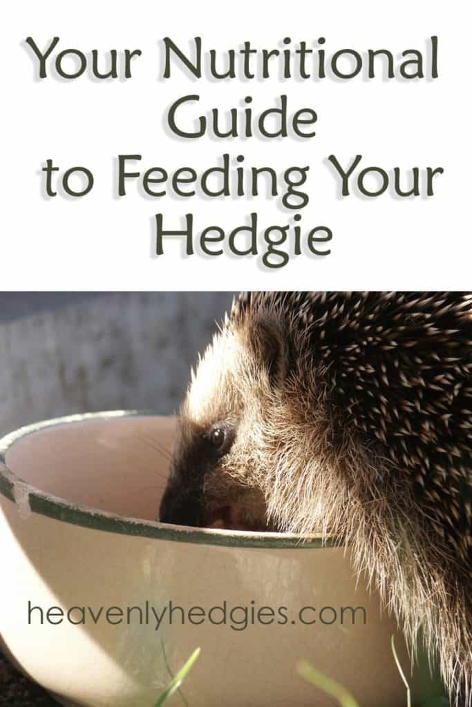 hedgehog eating food from a ceramic dish