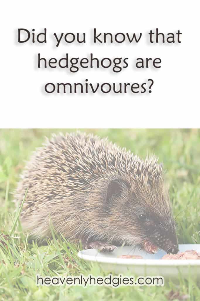 European hedgehog eating wet cat food