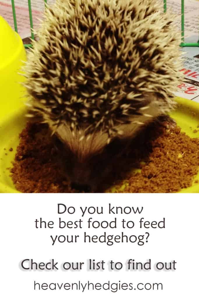 hedgehog eating ground up food in a yellow dish