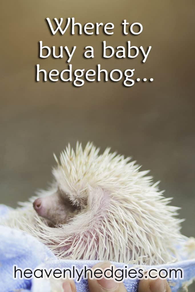 White baby hedgehog being held in a blue towel