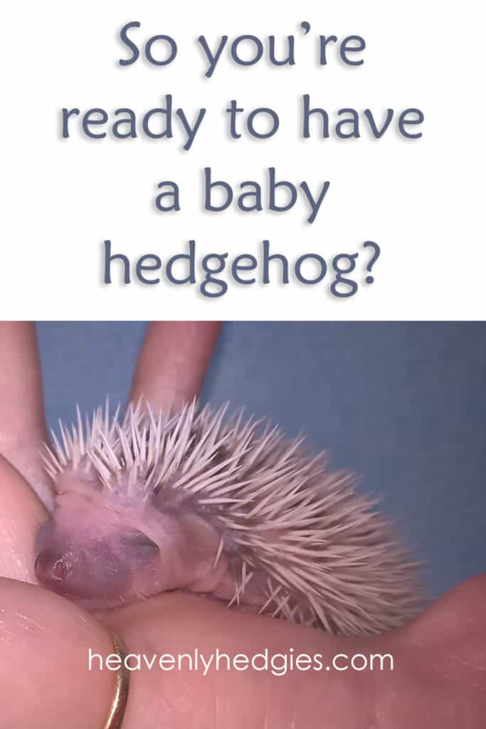 Newborn baby hedgehog