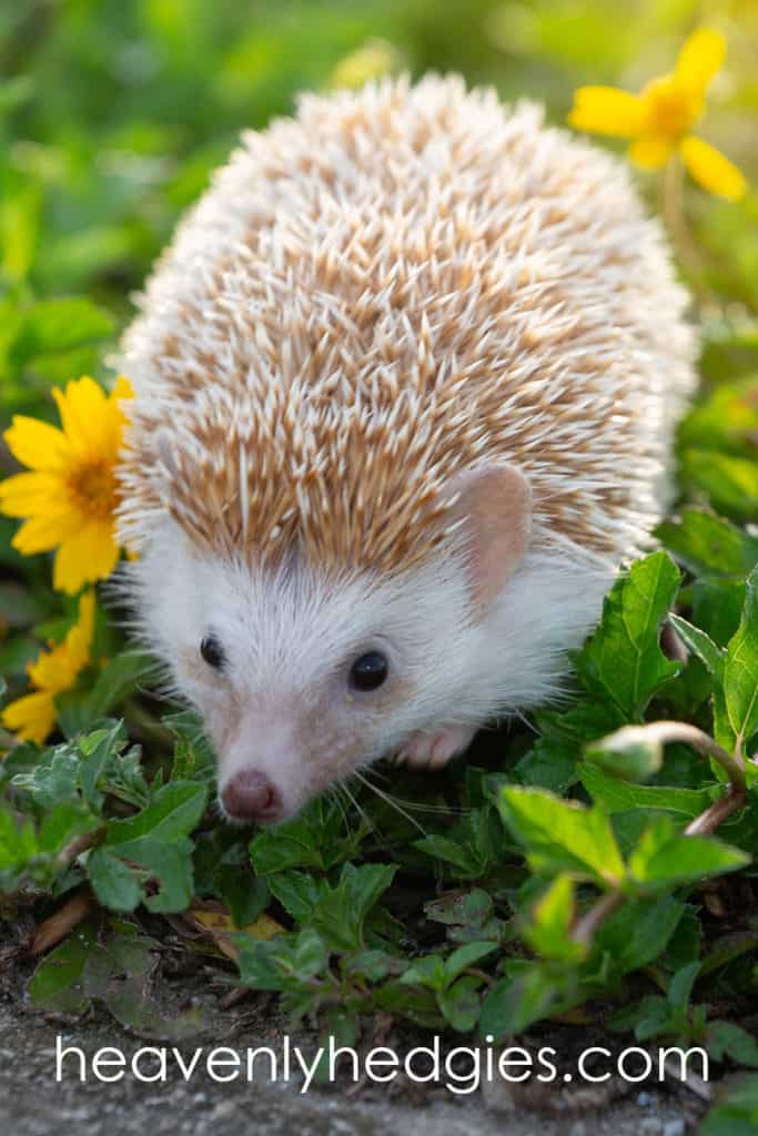 Cute cinnamon color baby hedgehog on the ground