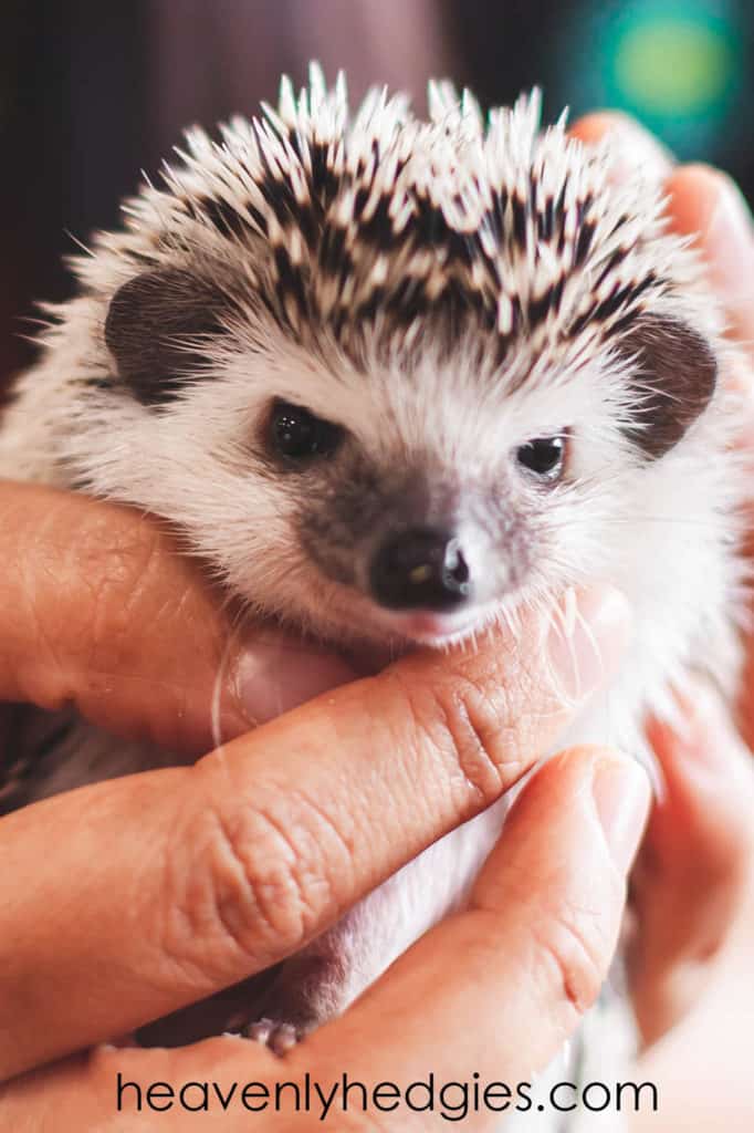 Where To Buy A Baby Hedgehog Heavenly Hedgies,Basement Flooring System