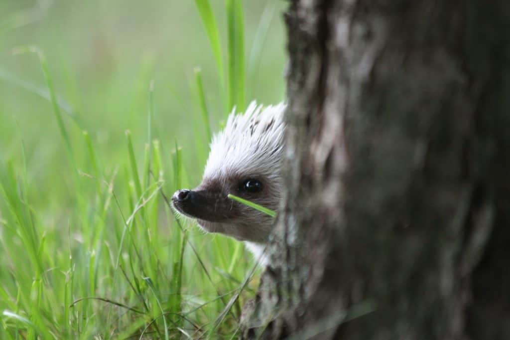 A domesticated hedgehog playing peek-a-boo outside
