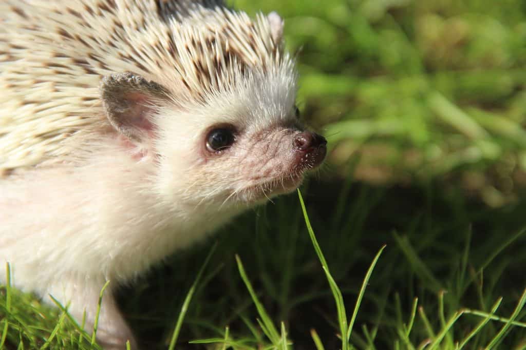 Pets hedgehog as How to