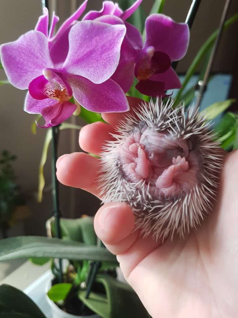 hedgehog by a flower