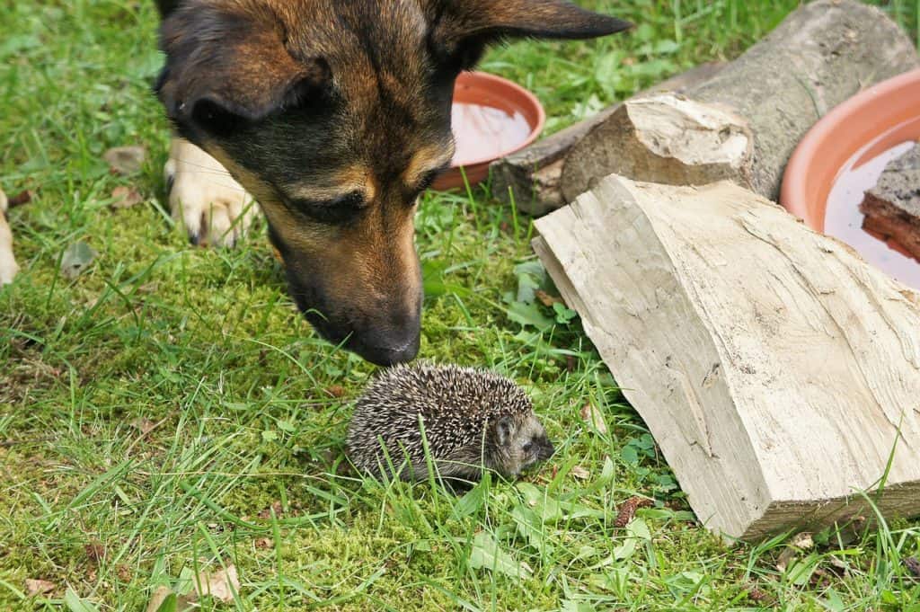 dog and a hedgehog service animals