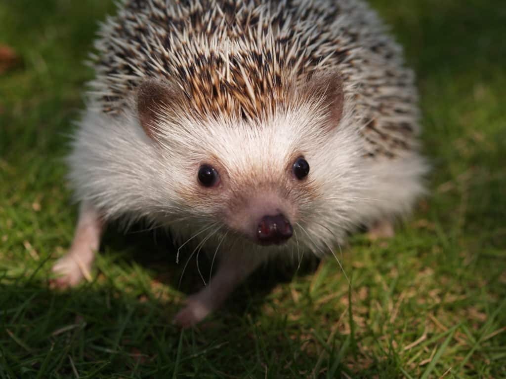 How to Litter Train a Hedgehog - Heavenly Hedgies