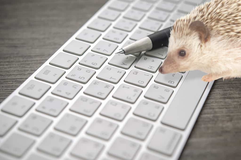hedgehog doing research on laws applicable
