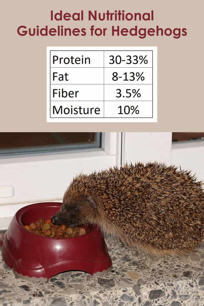 infographic of ideal nutritional guidelines for hedgehogs