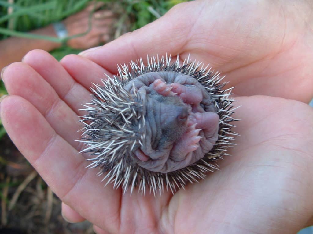 An unweaned hoglet not ready for a new home
