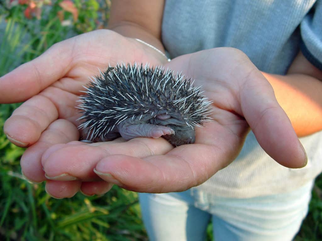 a baby hedgehog being socialized