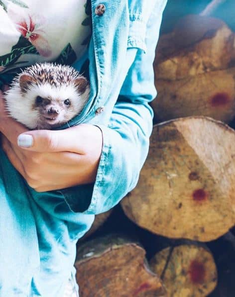 Girl with hedgehog in her shirt to keep the hedgehog warm and comfortable ||@heavenlyhedgies #heavenlyhedgies