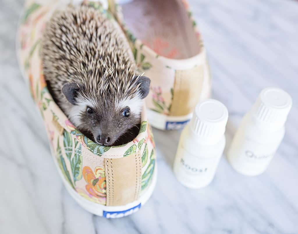 With this hedgehog care sheet you can make your hedgehog just as happy as this one is pictured inside a keds shoe. Hedgehogs love the hide and dig, so please follow our guide and provide for them the things they need to thrive!