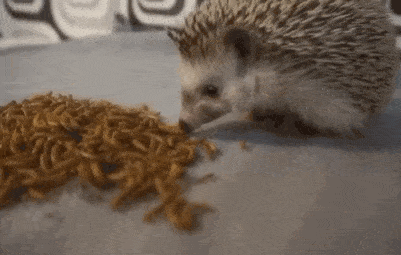 Hedgehog is given 100 meal worms to devour
