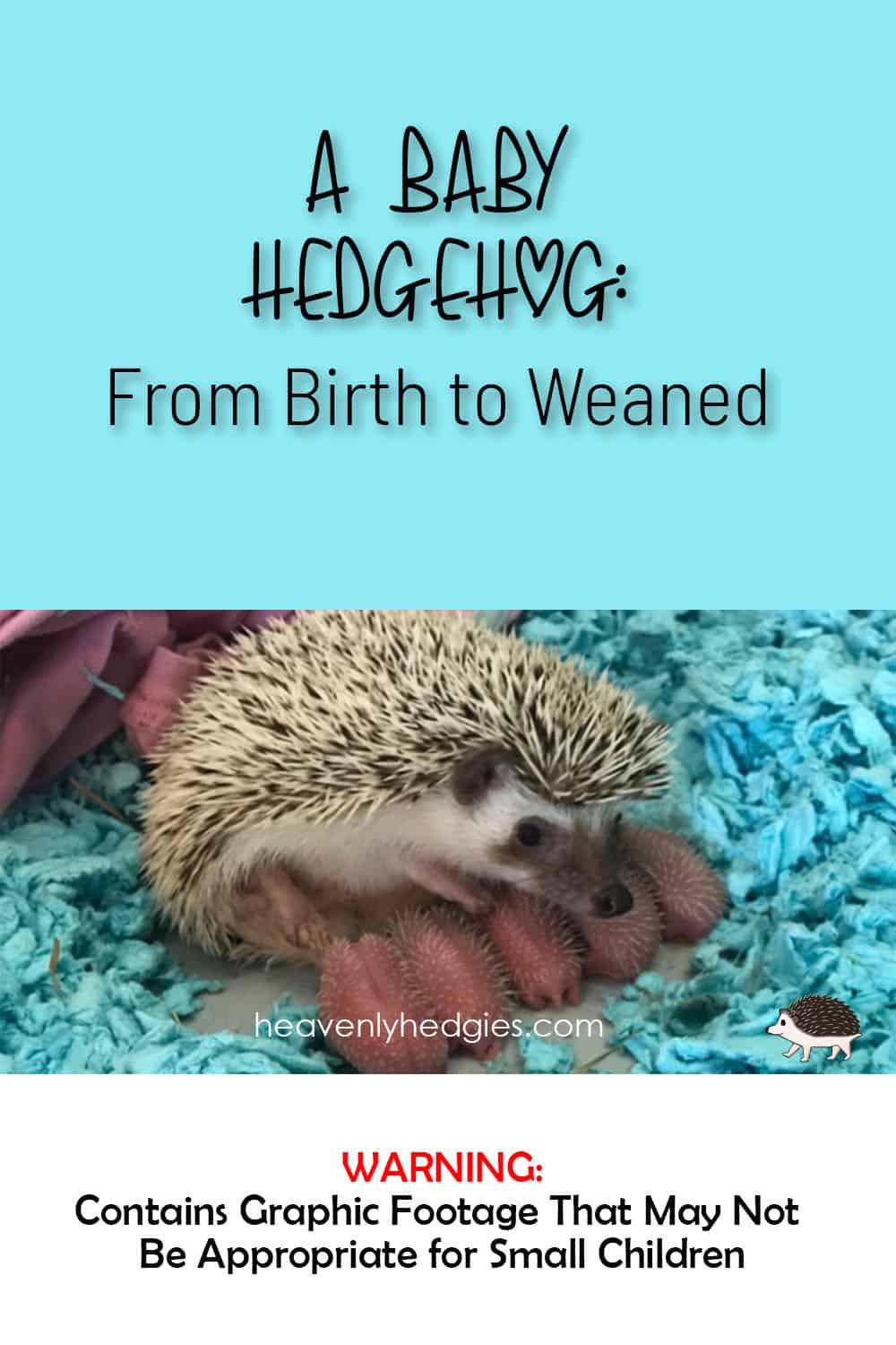 Mama hedgehog with 5 baby hedgehogs soon after birth nursing