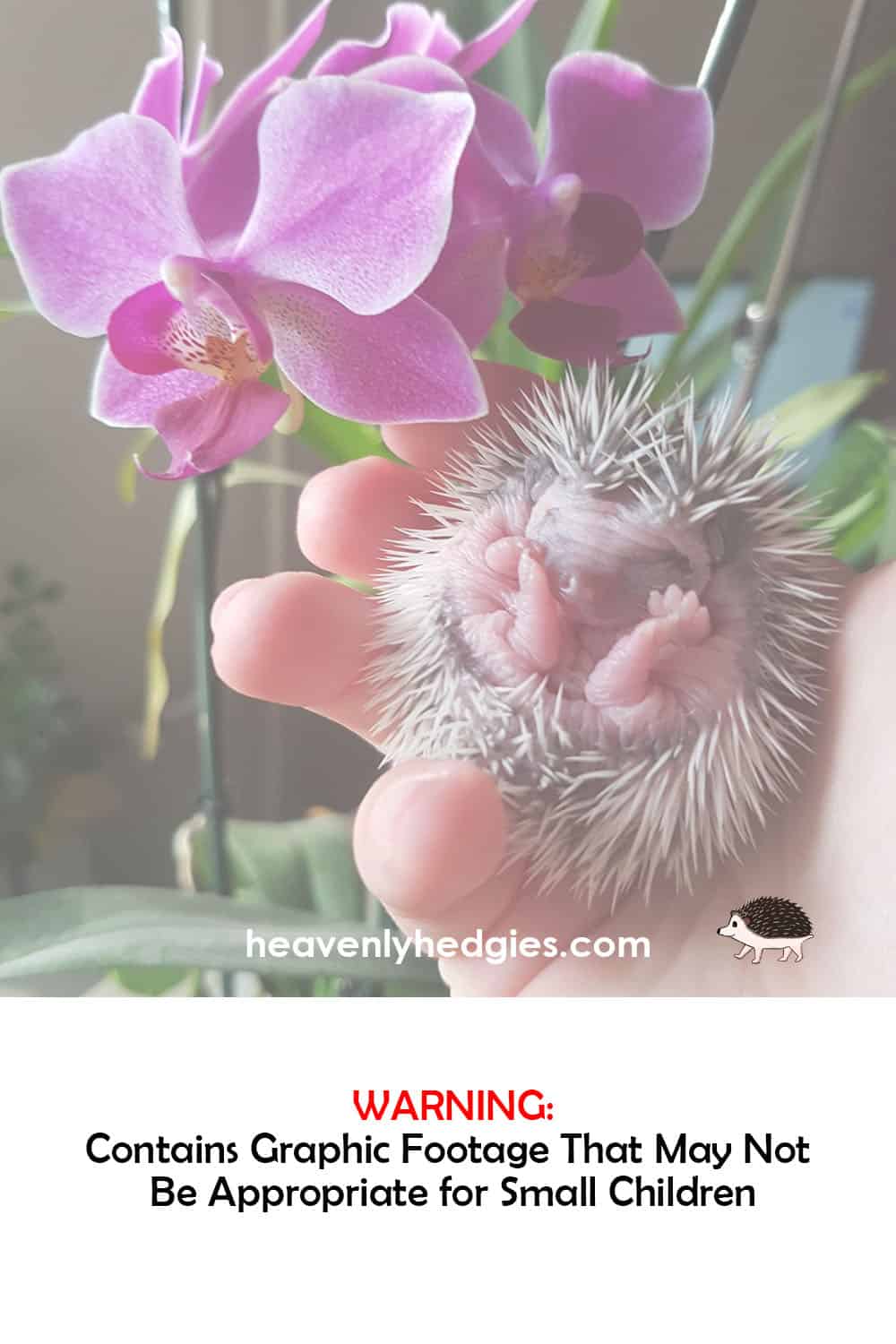 unweaned baby hedgehog in a human hand under a flower