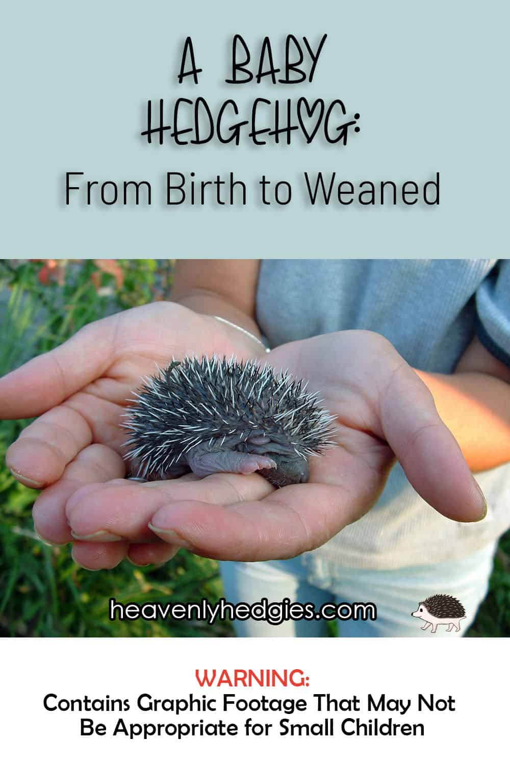 hands holding an unweaned baby hedgehog