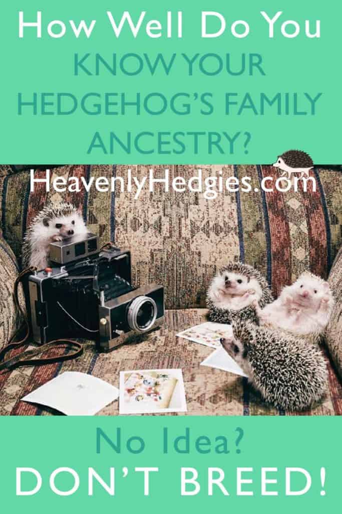 hedgehog behind a camera shooting a picture of hedgehog ancestors