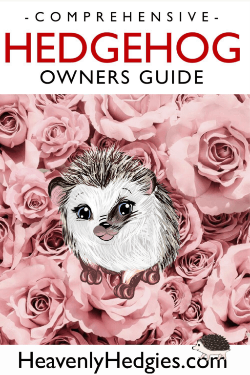 a hedgehog drawing by heavenly hedgies on the cover of their hedgehog ownership guide blog post