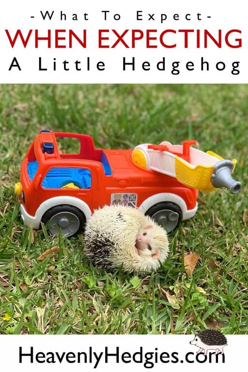 A white bellied hedgehog plays on his back outside with his toy firetruck.