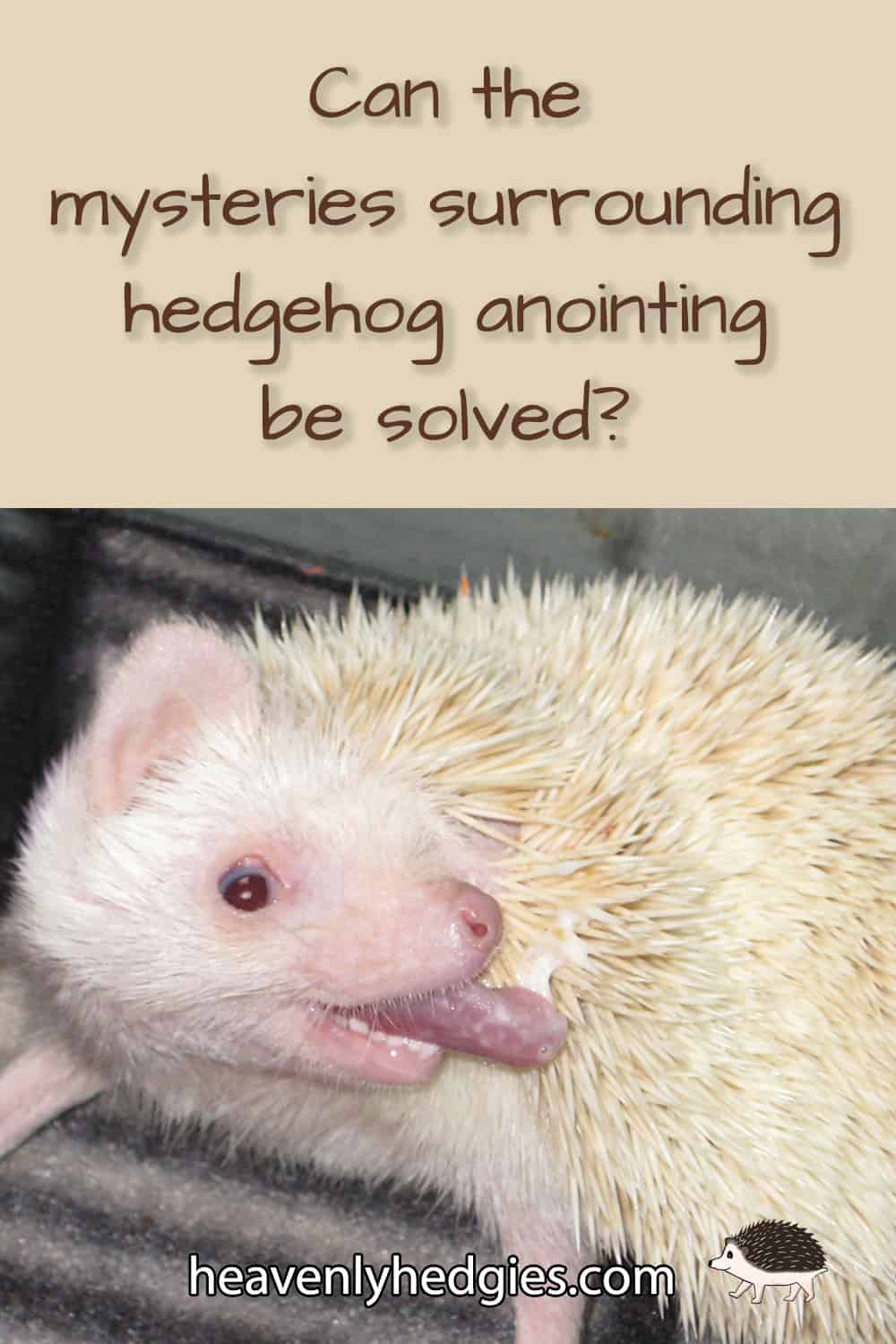 a white hedgehog anointing itself