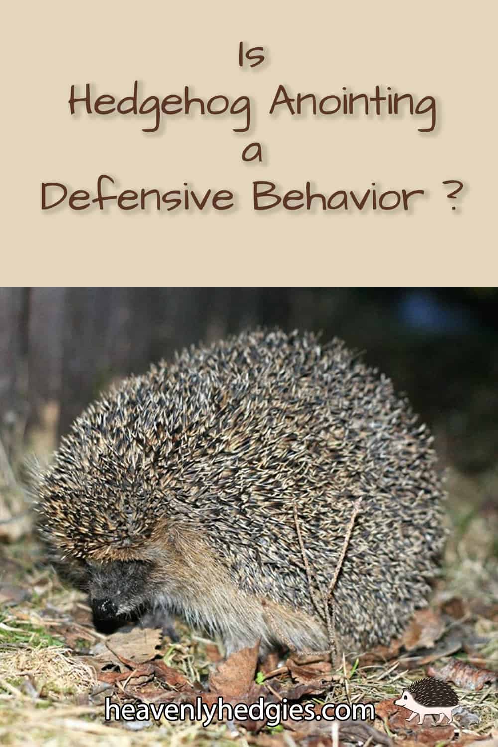 A hedgehog in the wild displaying defensive behavior